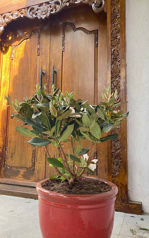 Porte typique de Bali